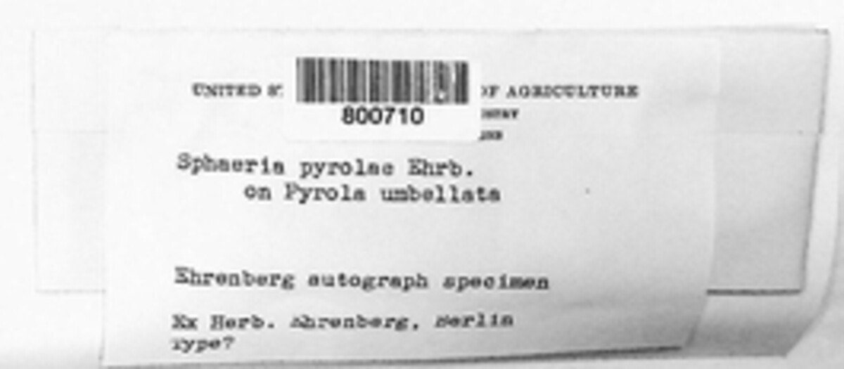 Mycosphaerella chimaphilae image